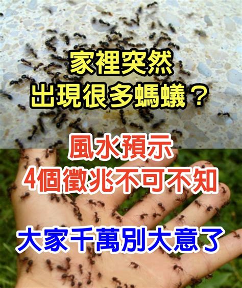 螞蟻成群|家裡突然出現很多螞蟻預示什麼？4個徵兆不可不知！切莫大意了